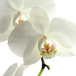 Indian Spa Treatment